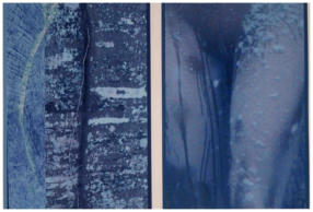 "Féminin", photo-photo